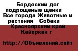 Бордоский дог подрощеные щенки.  - Все города Животные и растения » Собаки   . Красноярский край,Кайеркан г.